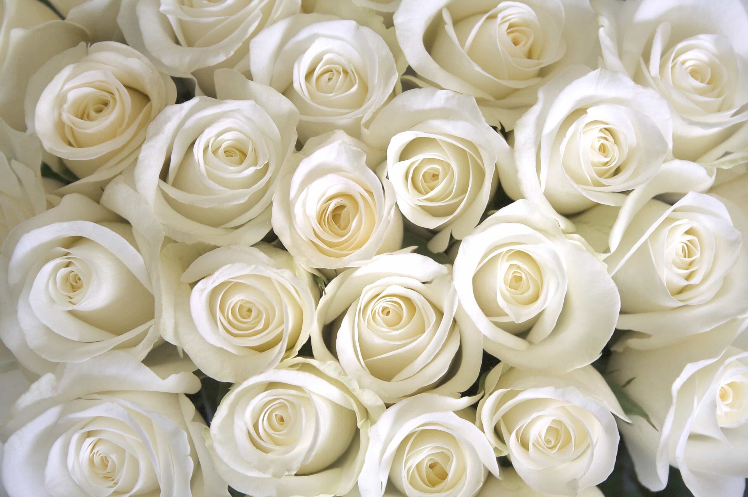 white roses