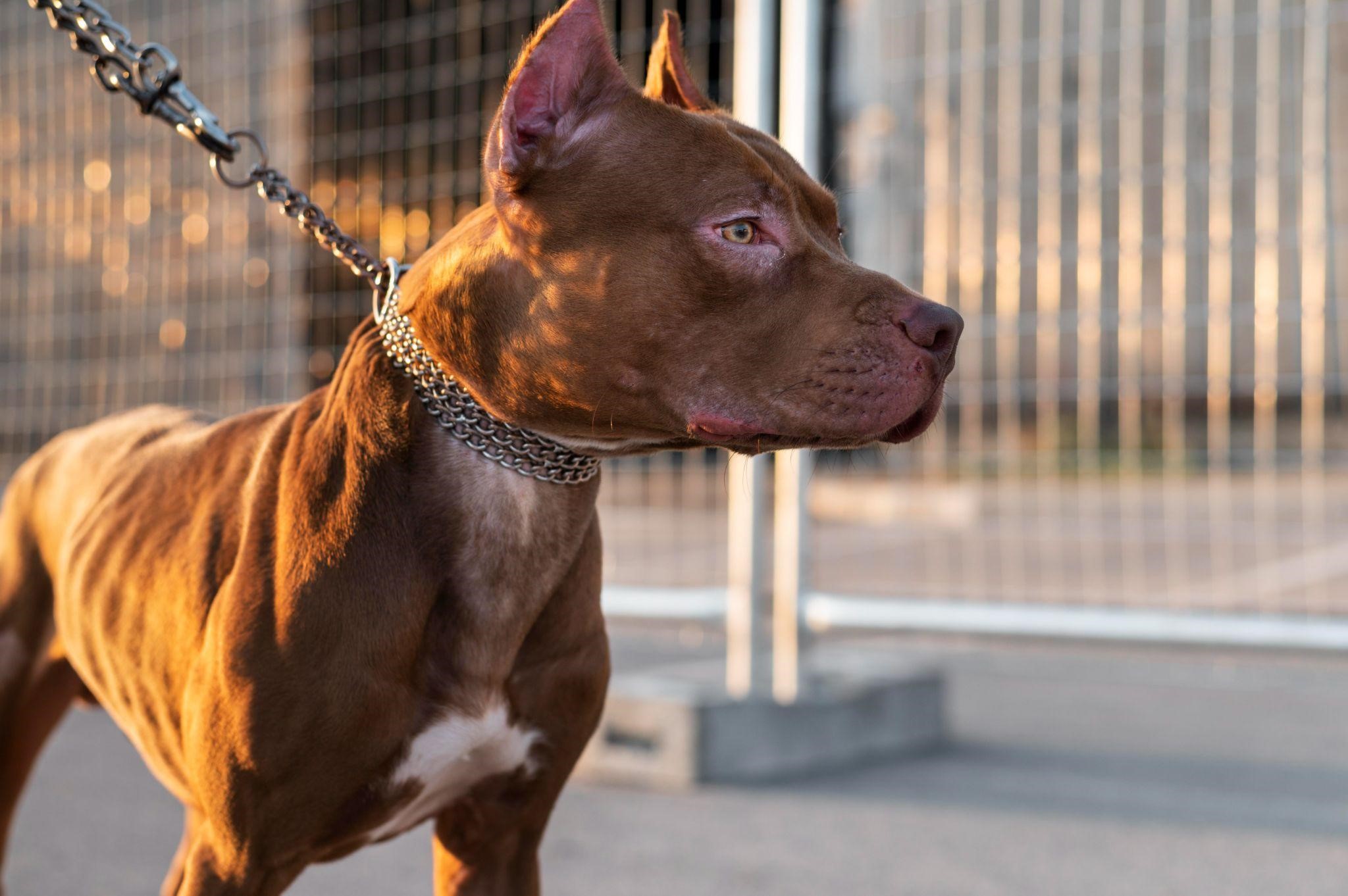 a pit bull on a leash