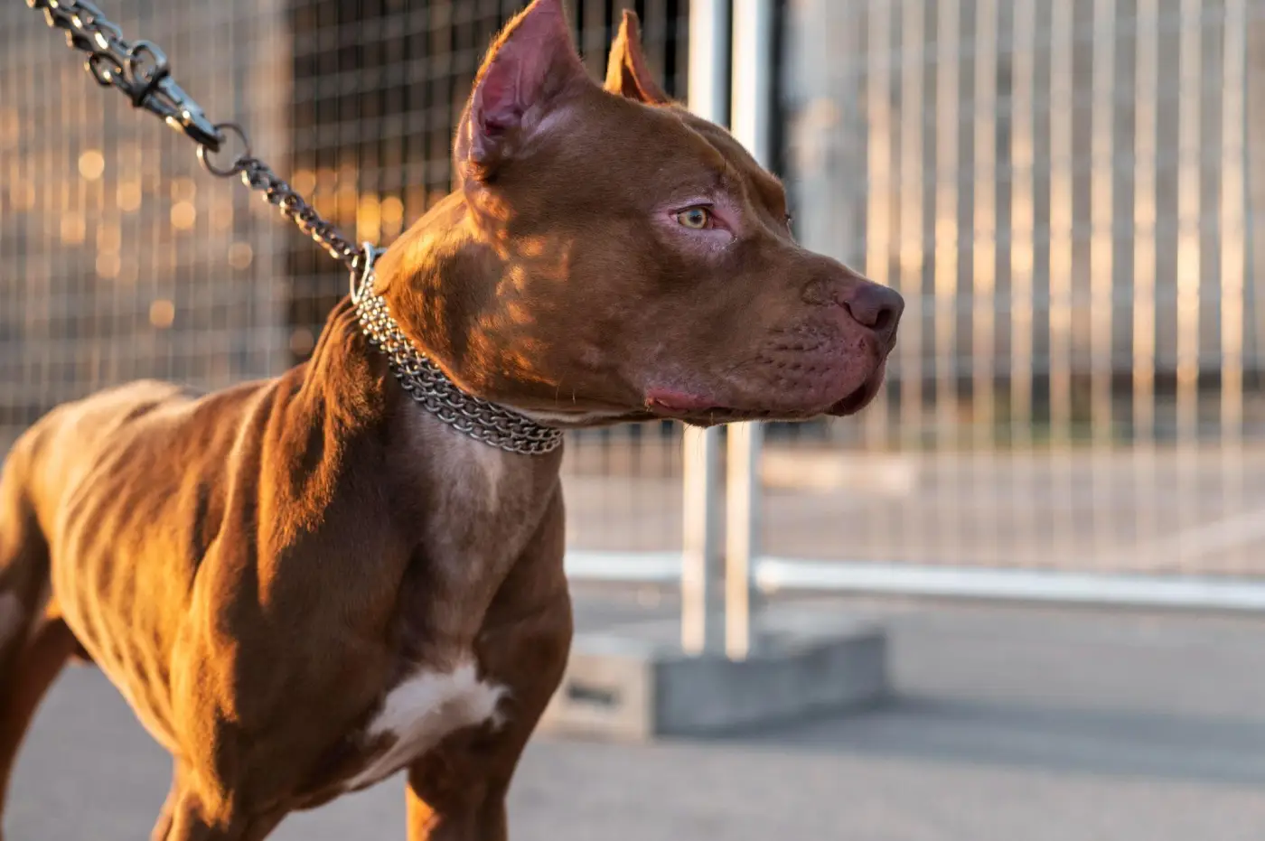Are Pit Bulls Illegal in Colorado?