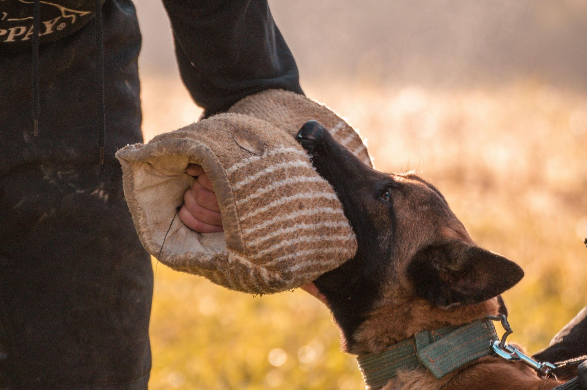 a dog biting the dog arm sleeve of the trainer