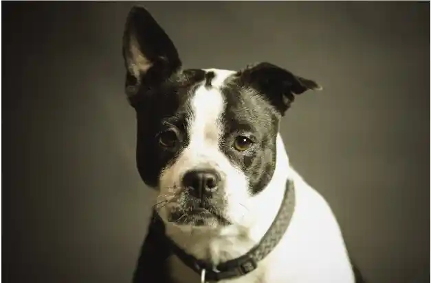 How to Report a Dog Bite in Colorado