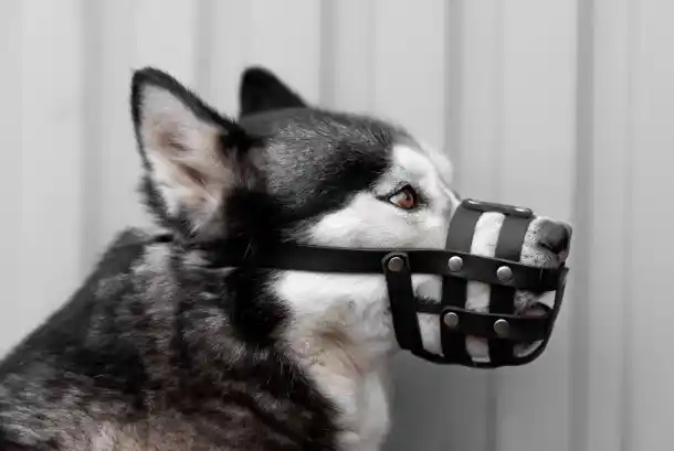 Average Dog Bite Settlement in Colorado