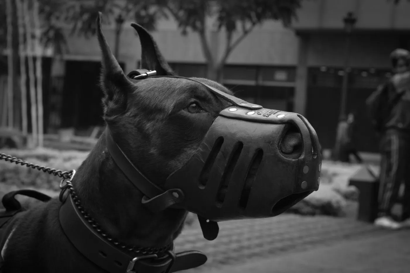 Can You Press Charges If a Dog Attacks Your Dog?